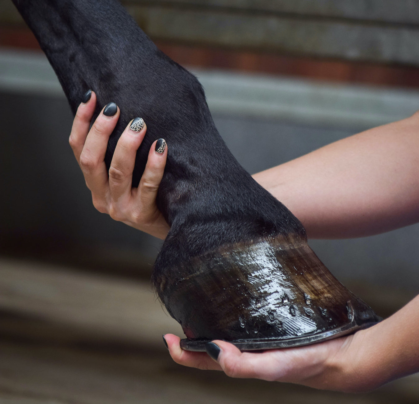 Omega for Hooves | Omega Equine Supplements